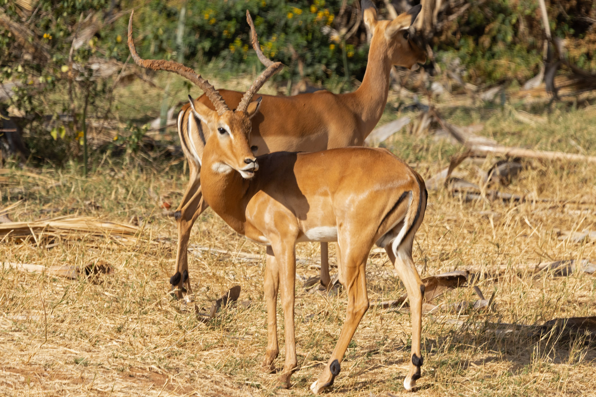 Impala (Sep 24, 2025)