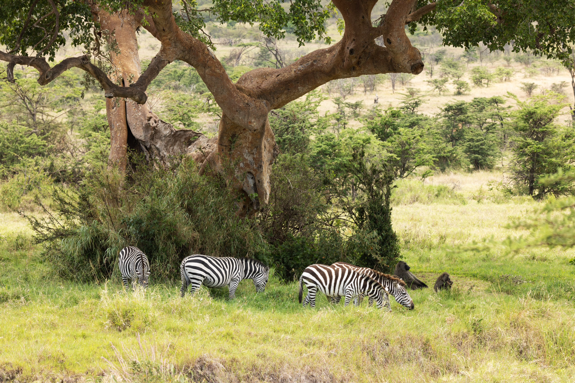 Saruni Leopard Hill (Sep 26, 2025)