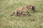 Hyaenas eat wildebeest carcass
