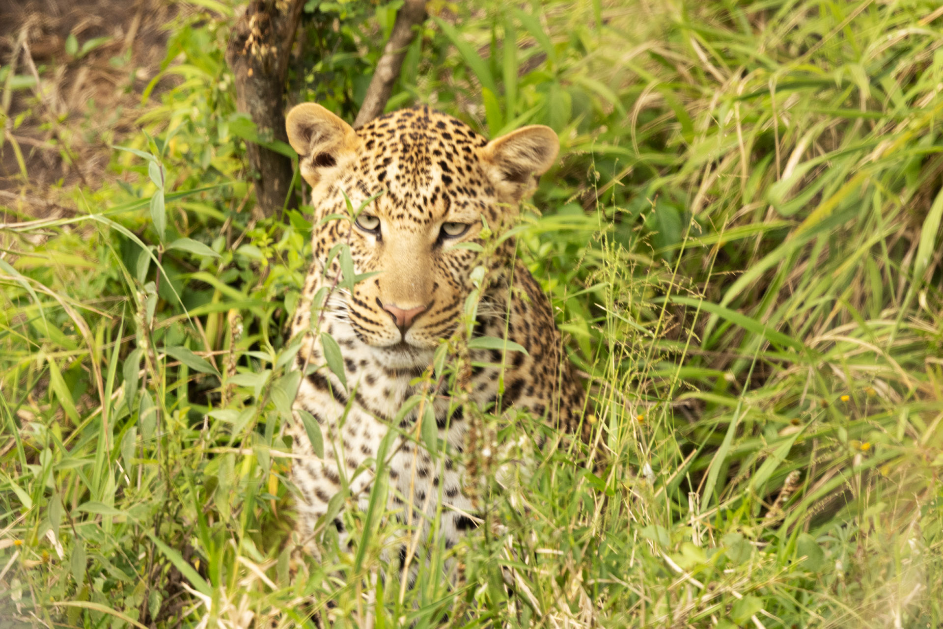 Leopard Hiding (Sep 30, 2025)