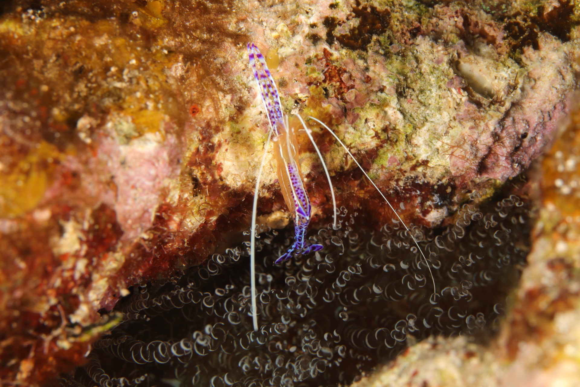 Pederson Cleaner Shrimp (Jul 1, 2022)