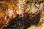 Pederson Cleaner Shrimp