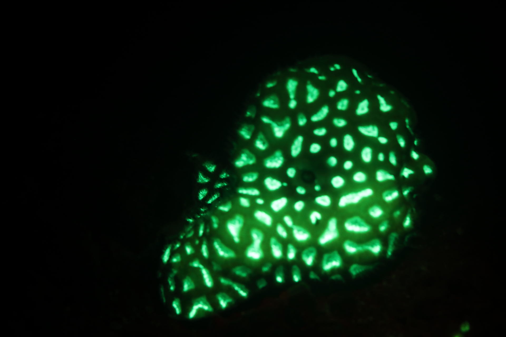 Bioluminescent Coral (Dec 26, 2021)