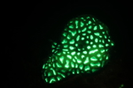Bioluminescent Coral