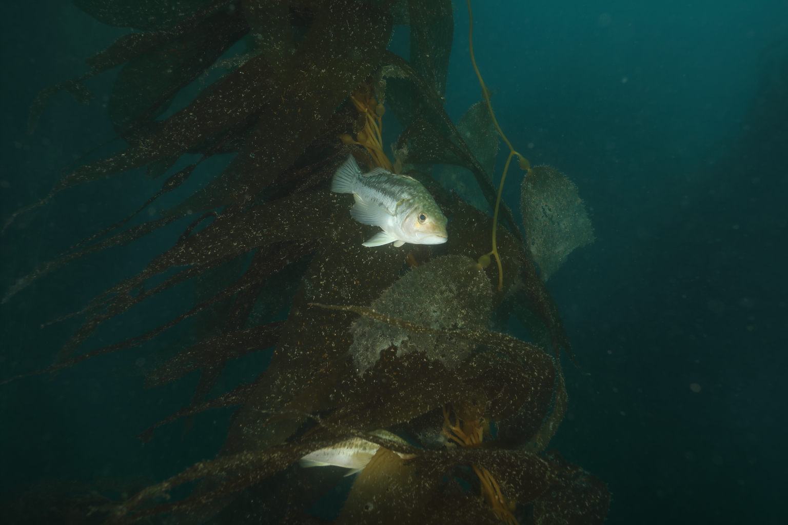 Kelp Bass (Jun 13, 2020)