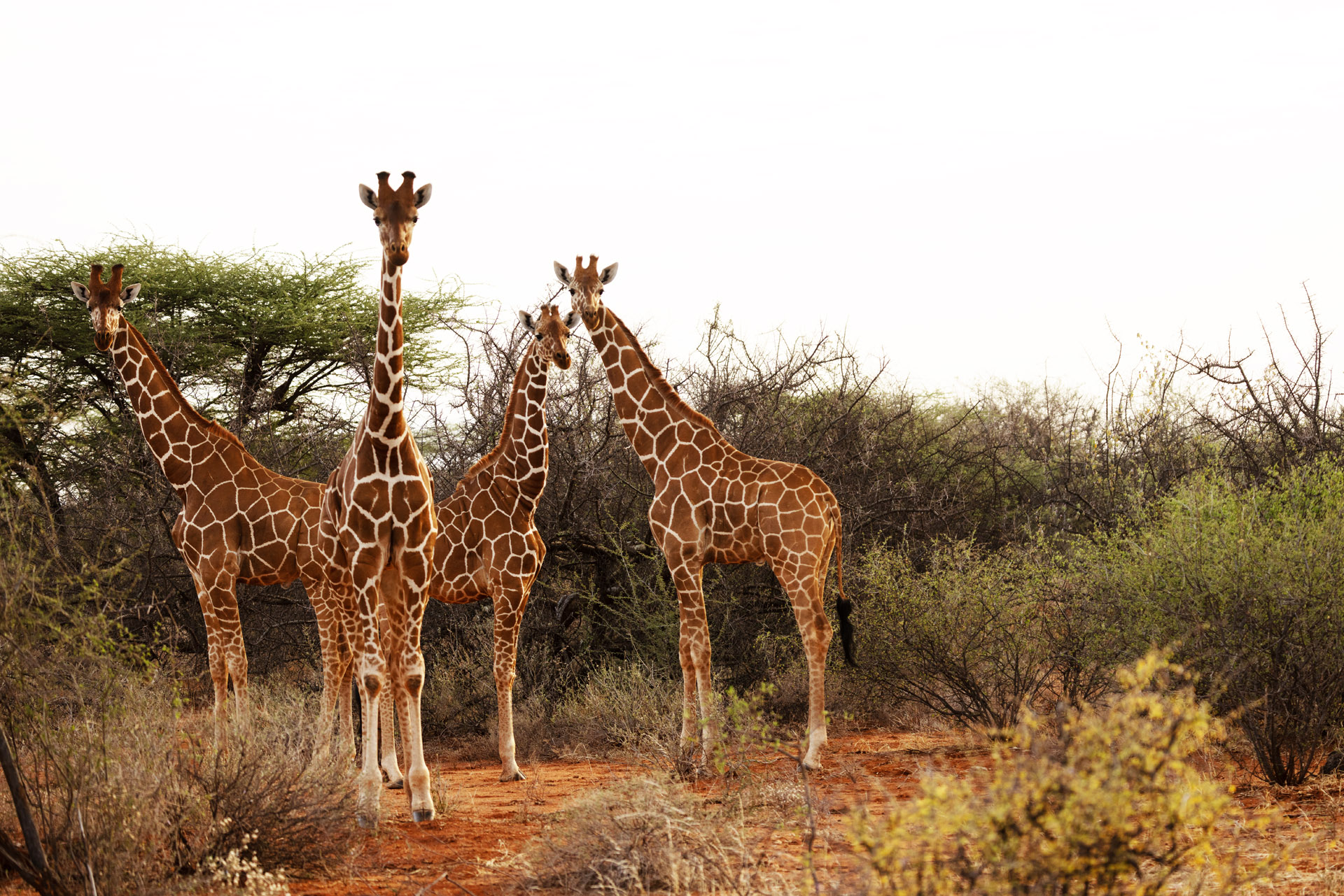 Morning Giraffe Meetup (Sep 25, 2025)