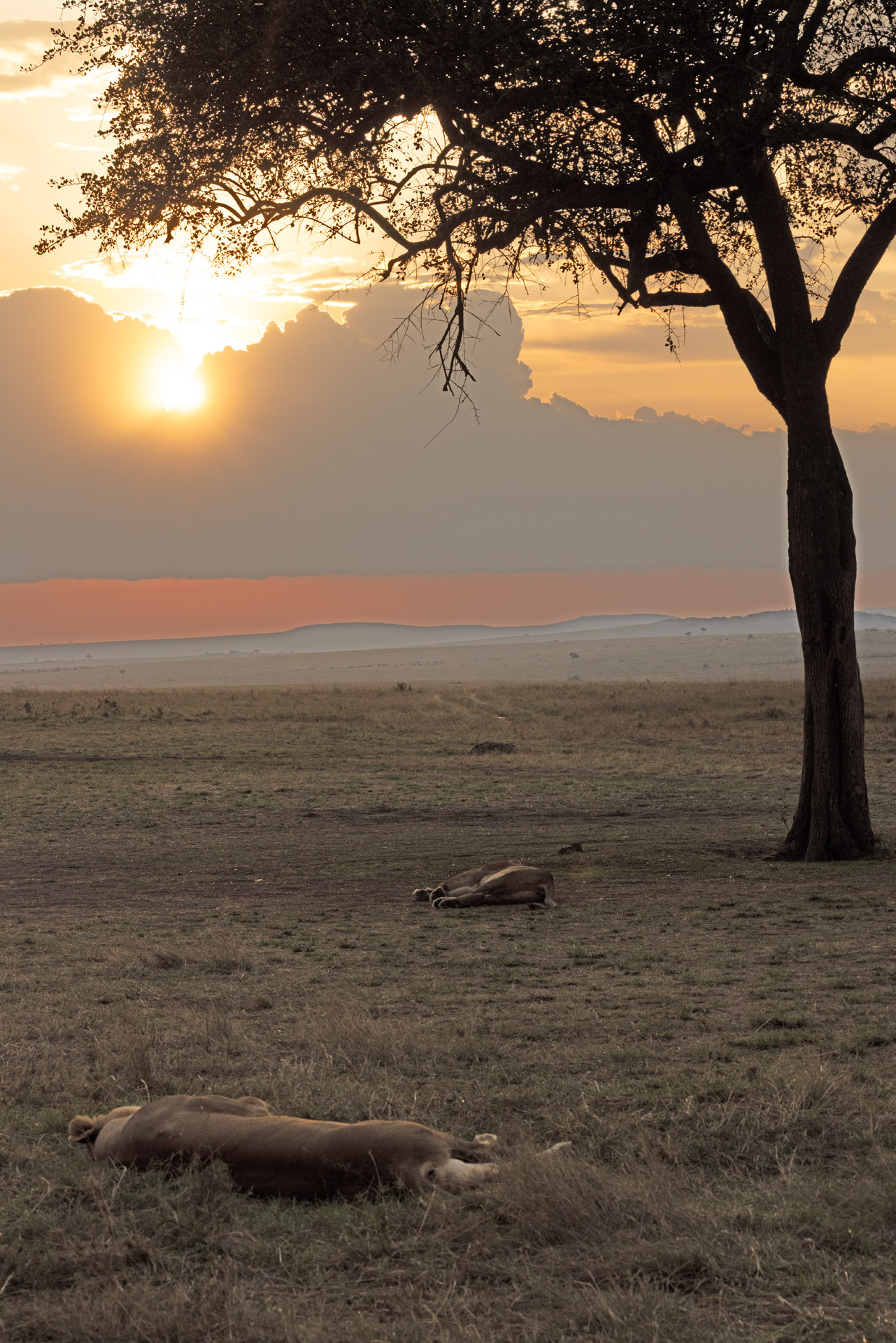 Sunset in the Maasai Mara Reserve (Sep 29, 2025)