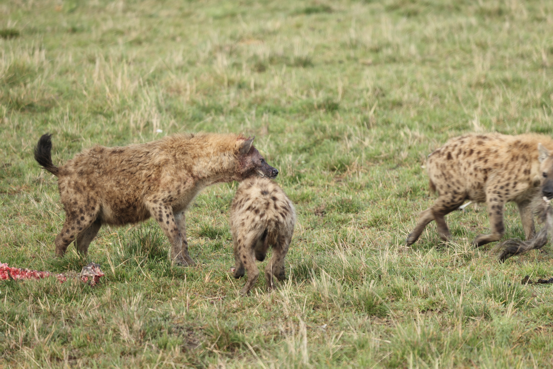 Hyaenas eat wildebeest carcass (Sep 30, 2025)