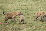 Hyaenas eat wildebeest carcass