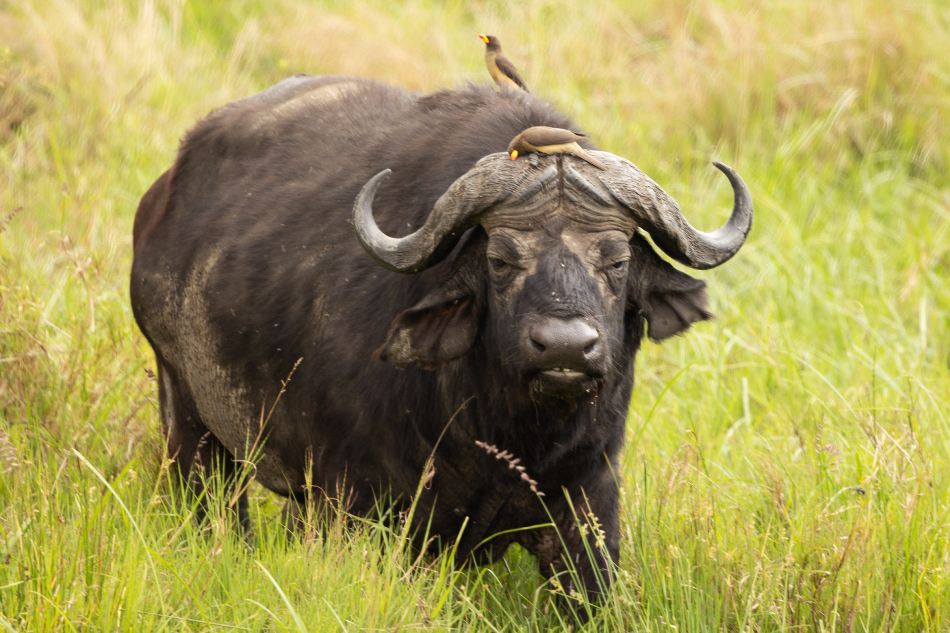 African Buffalo (Sep 27, 2025)