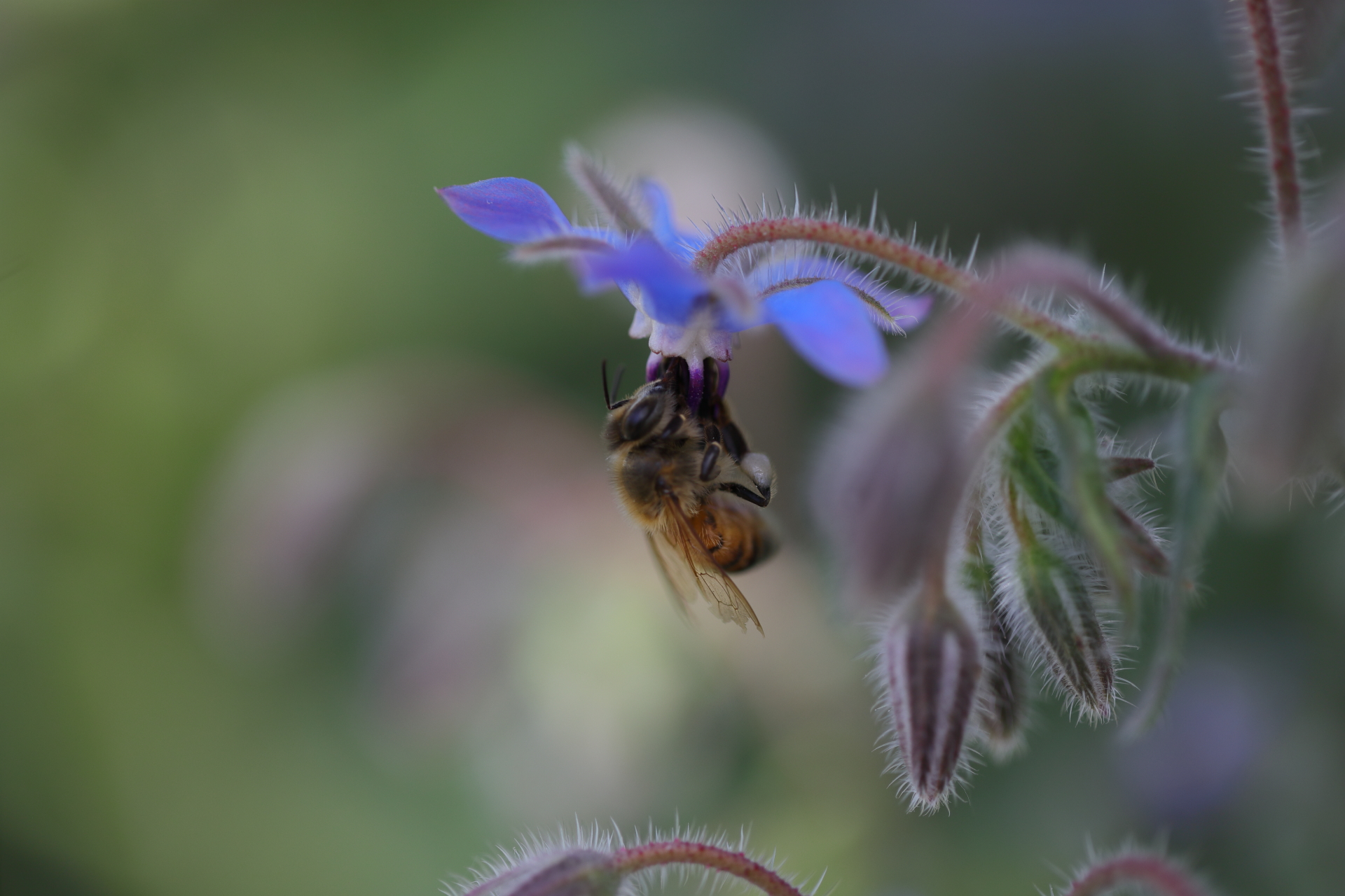 Bee (Apr 9, 2022)