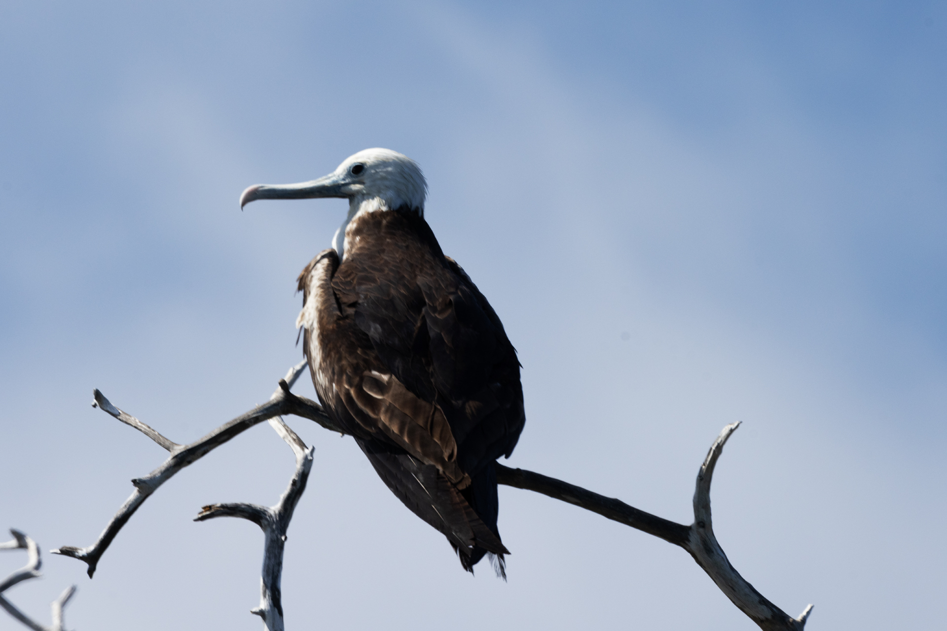 Frigate Bird (Feb 26, 2025)