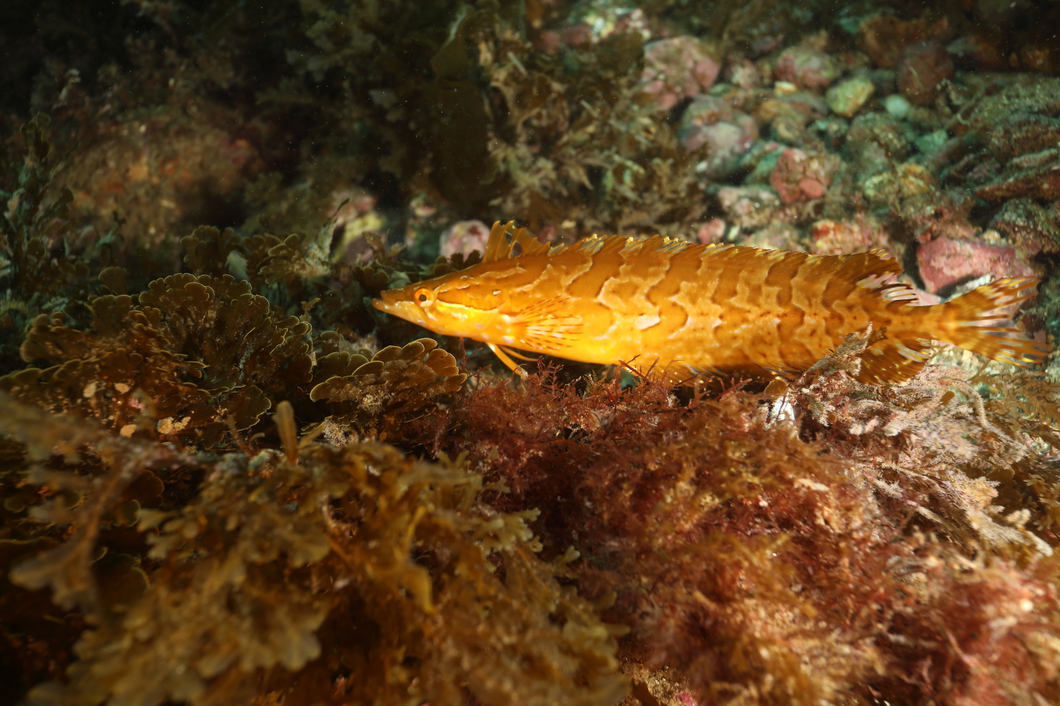 Giant Kelpfish (Jun 13, 2020)