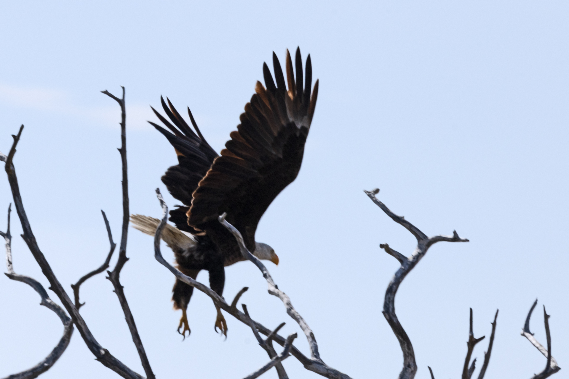 Bald Eagle Takeoff (Feb 26, 2025)