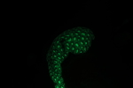 Bioflourescent Photography