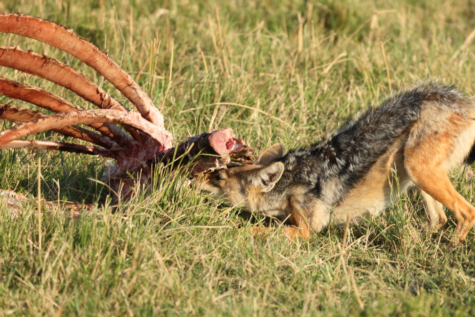 Jackal Eating Giraffe Carcass (Sep 28, 2025)