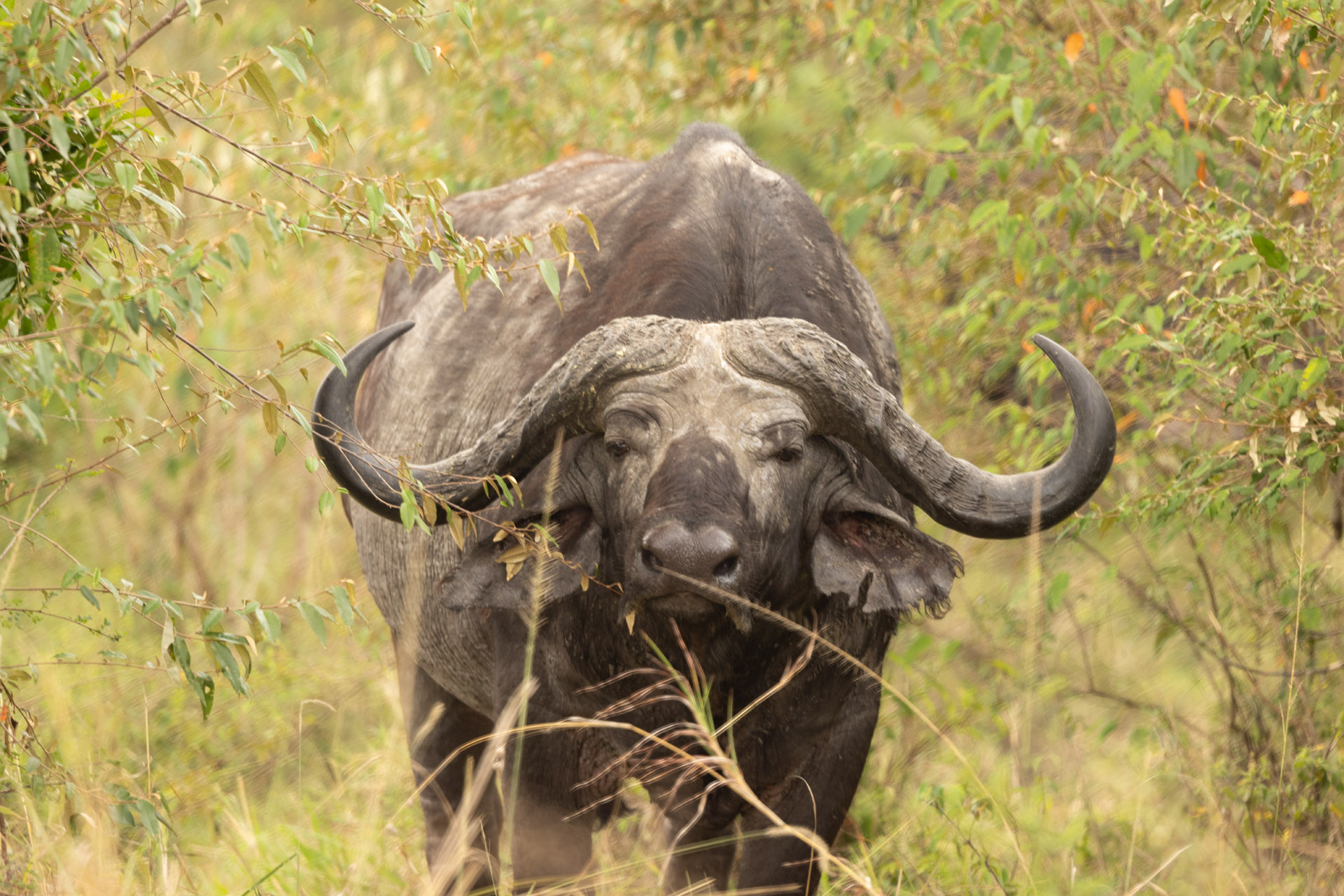 Buffalo in Grass (Sep 30, 2025)