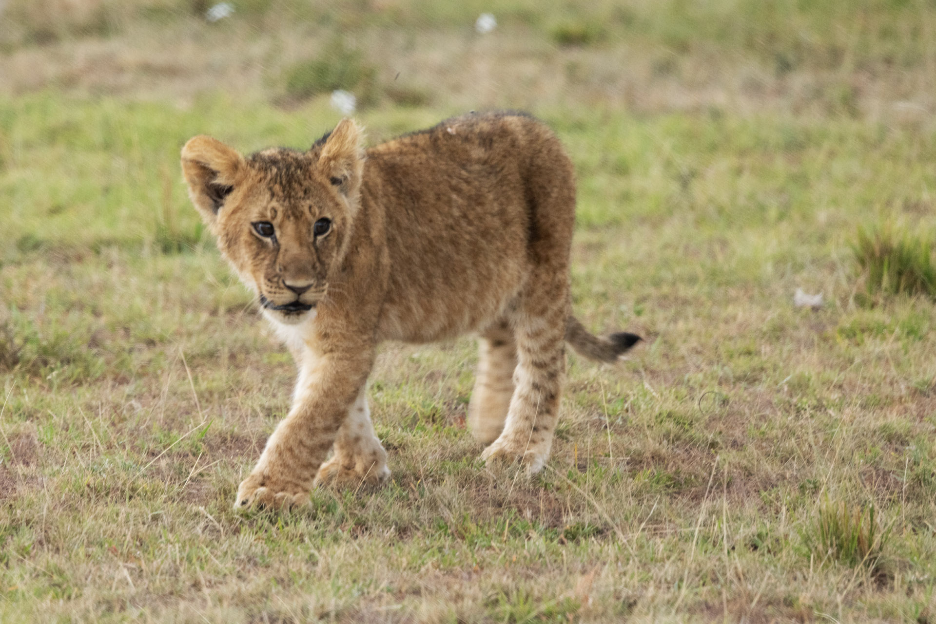 Lion Cub (Sep 28, 2025)