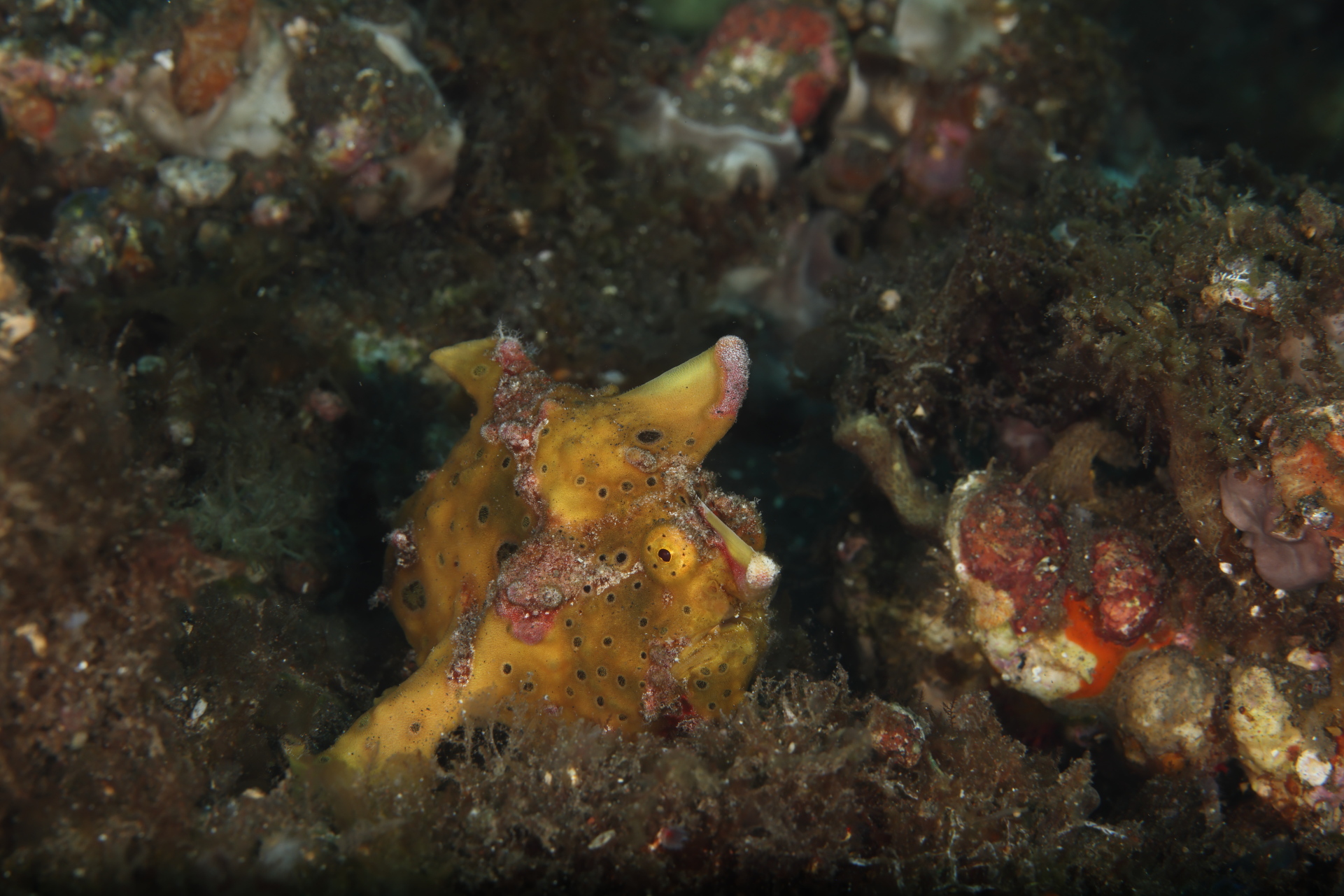 Painted Frogfish (Oct 5, 2023)
