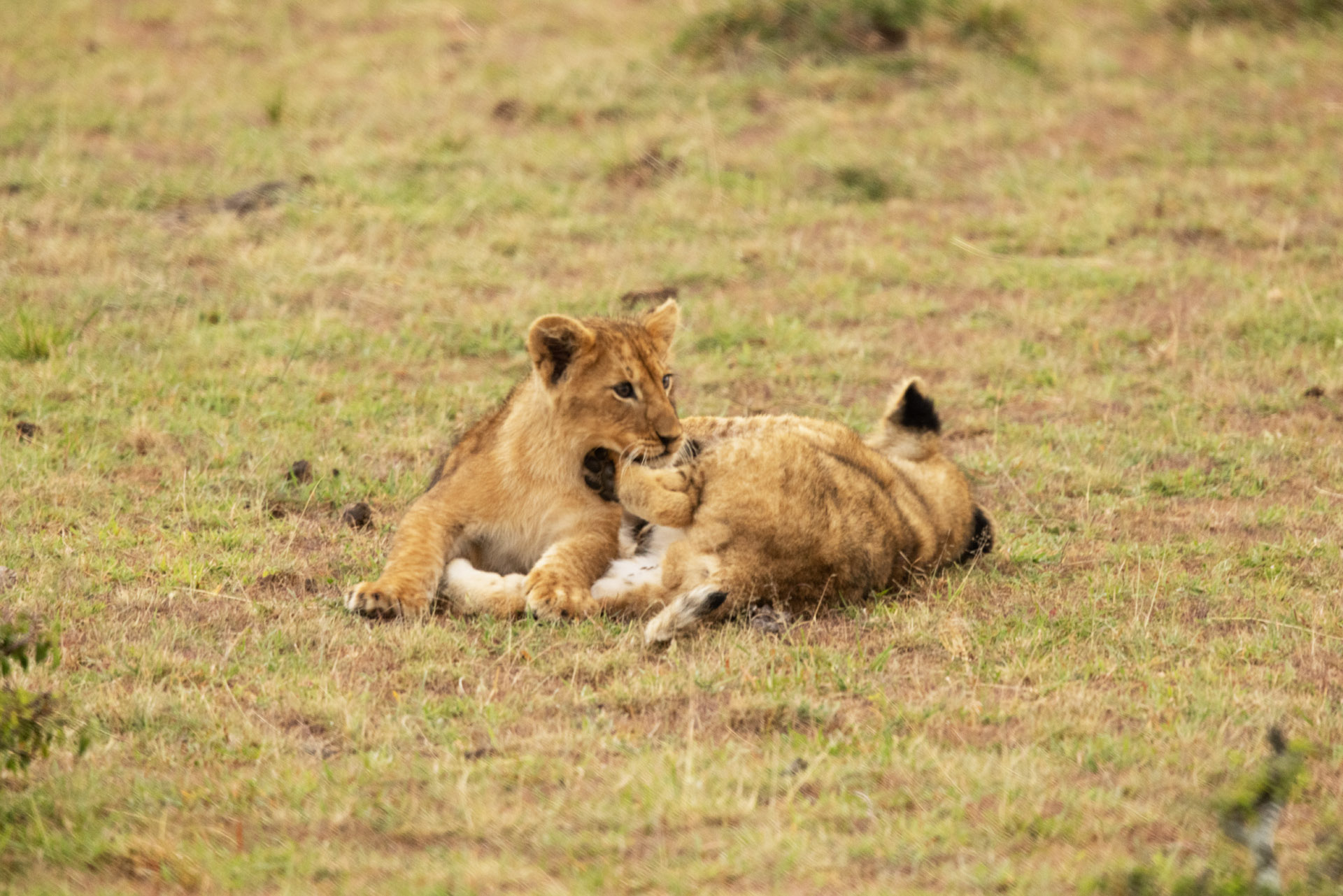 Lion Cubs Playing (1) (Sep 28, 2025)
