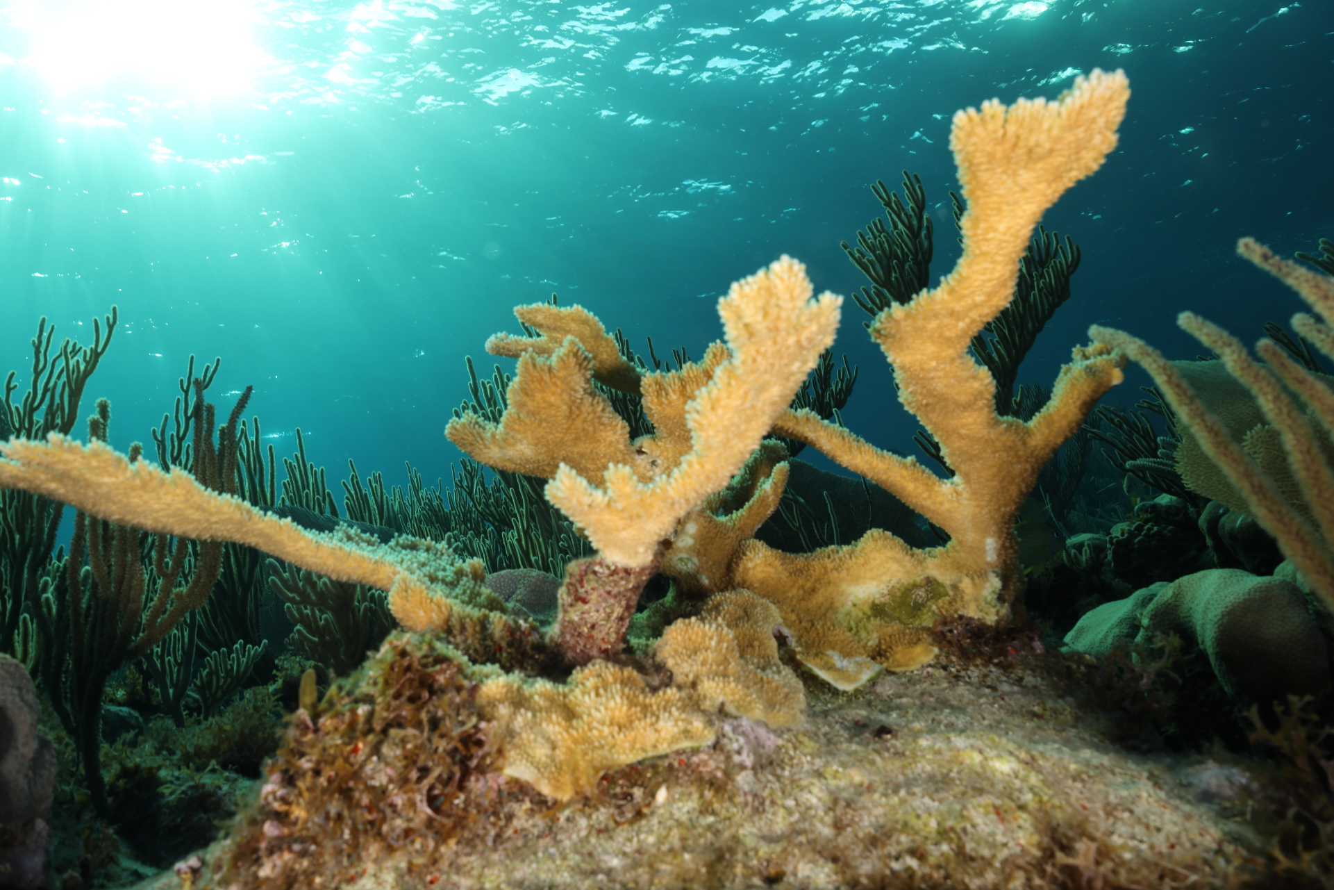 Elkhorn Coral (Jan 31, 2023)