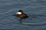 Male Ruddy Duck