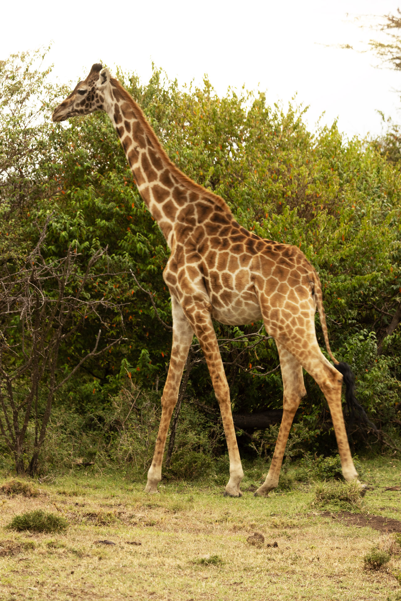 Giraffe Walking (Sep 26, 2025)