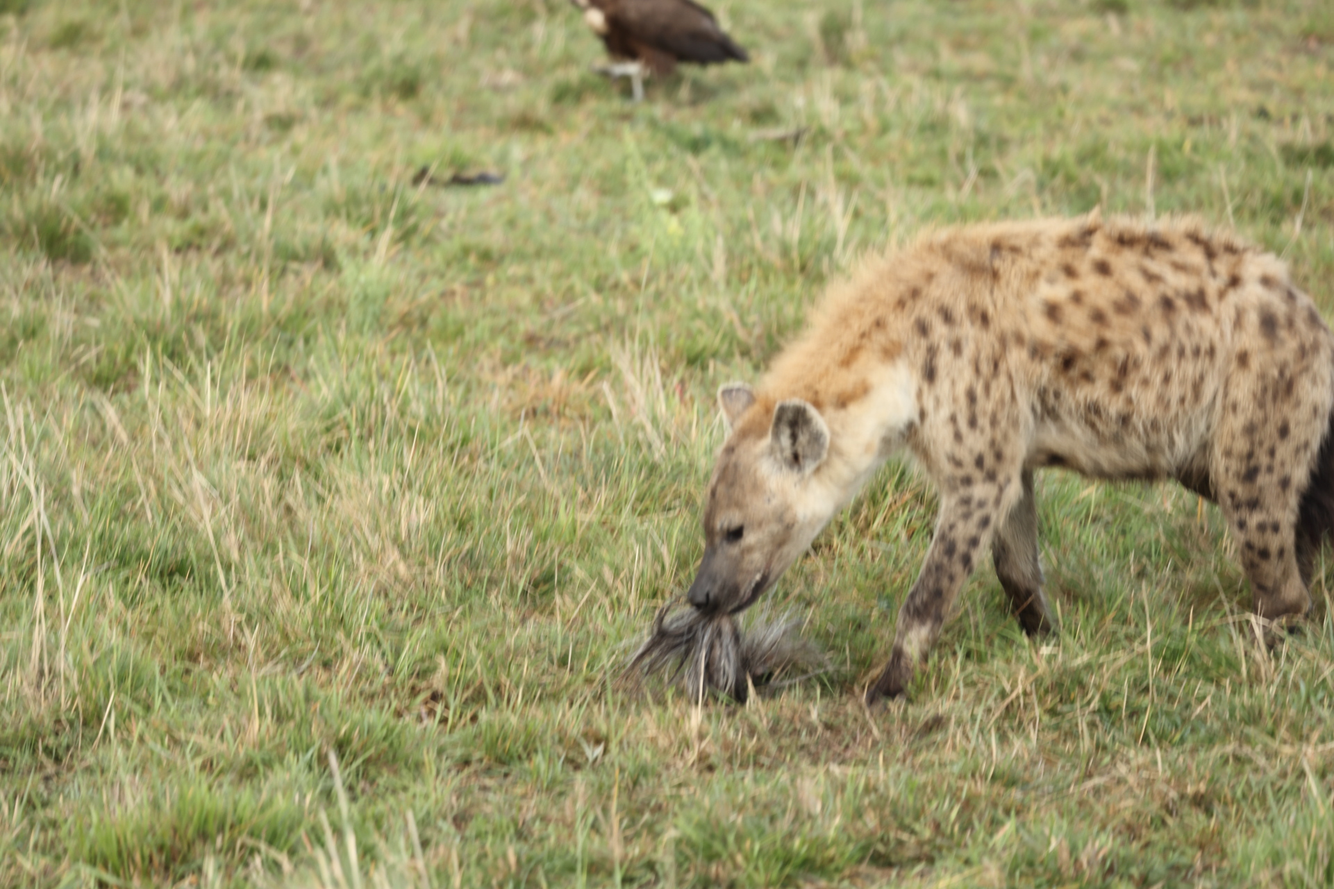 Hyaenas eat wildebeest carcass (Sep 30, 2025)