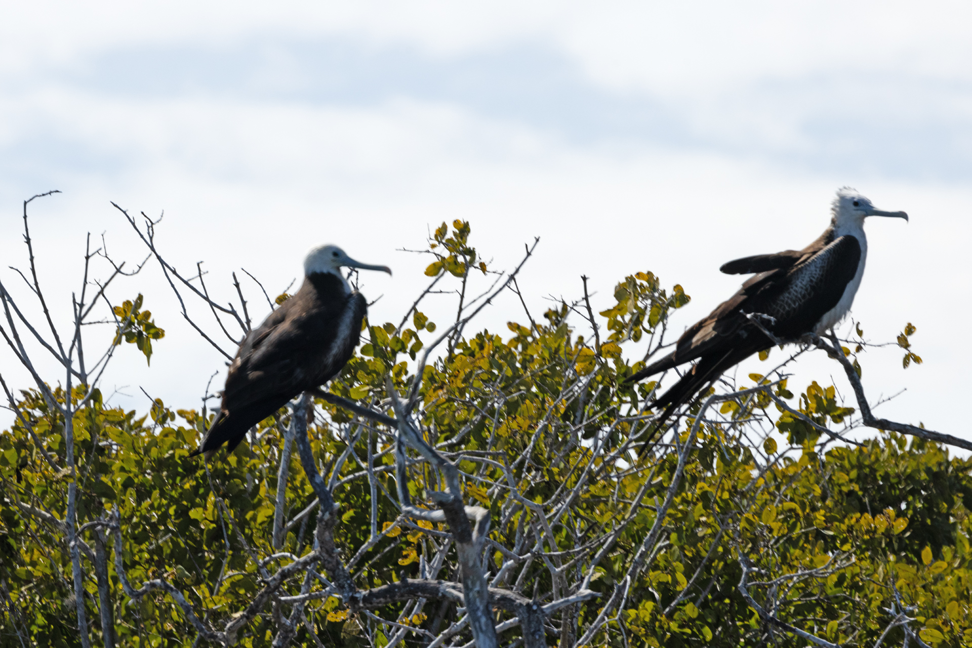 A couple of female frigate birds (Feb 26, 2025)