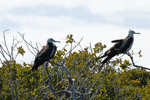 A couple of female frigate birds