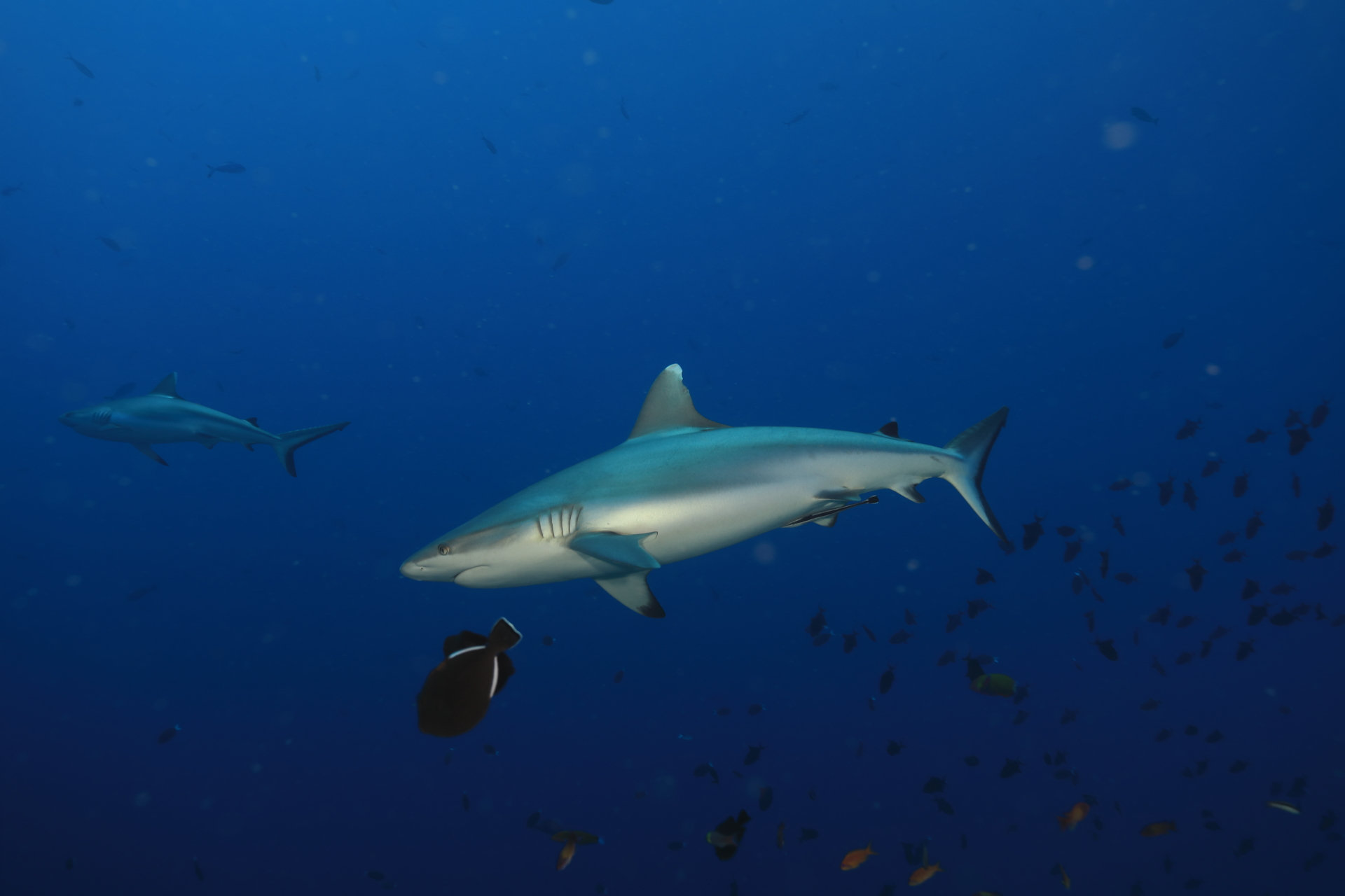 Reef shark (Apr 3, 2021)