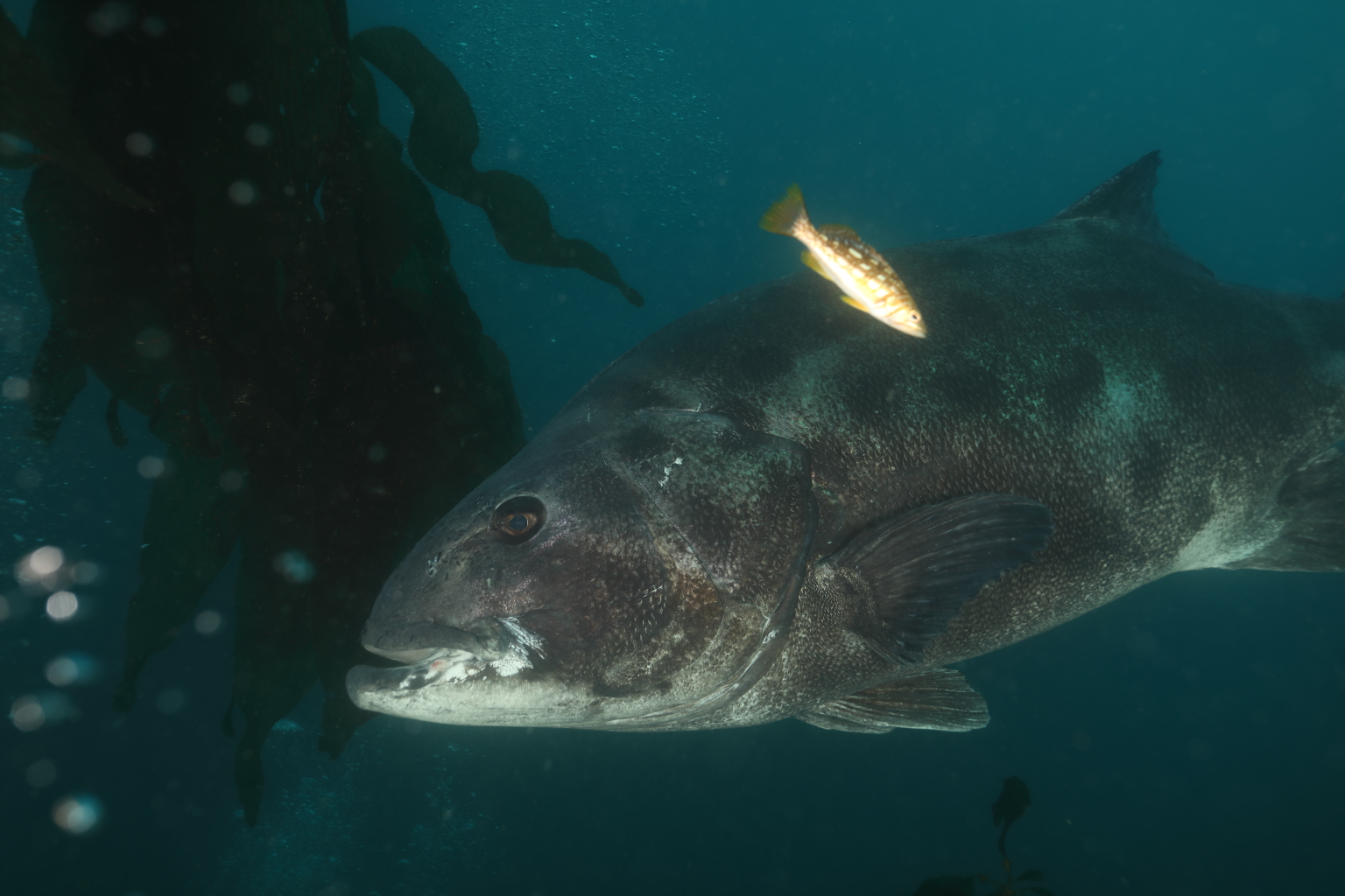 Giant Sea Bass and Kelp Bass (Jun 13, 2020)