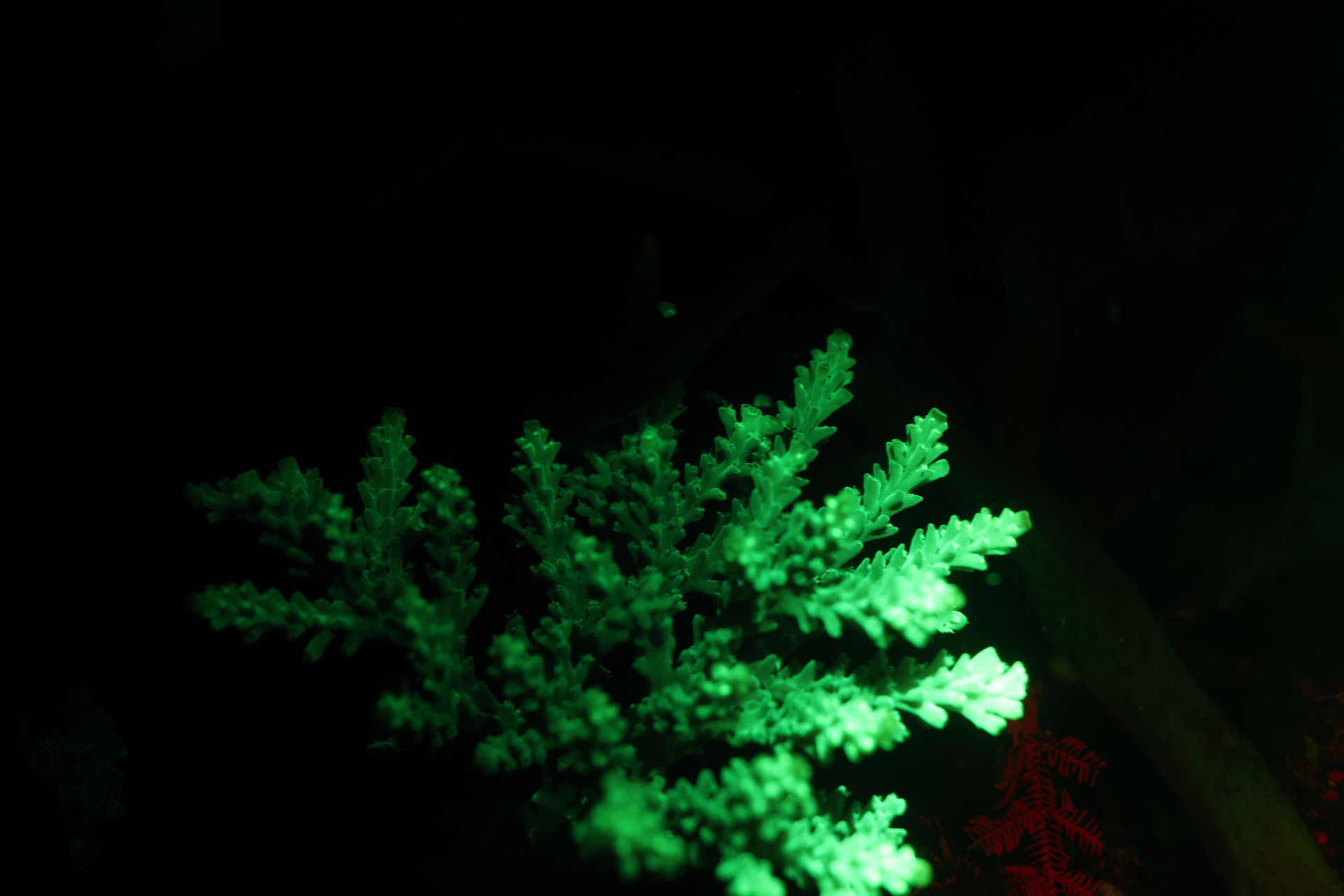 Bioluminescent Coral (Apr 29, 2023)