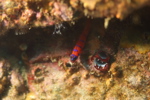Blu banded goby