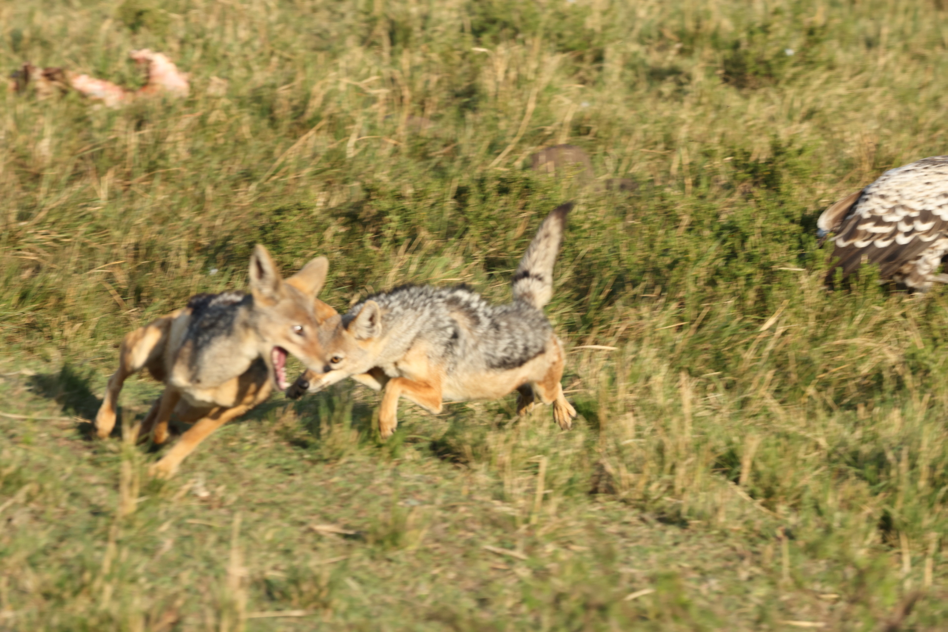 Jackal Fight (Sep 28, 2025)