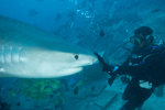 Knox Redirecting Tiger Shark